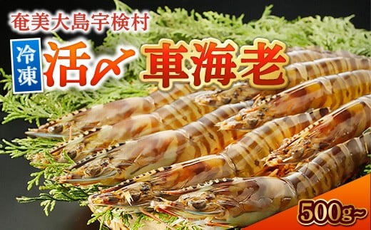 冷凍車海老 500g 贈答箱入り 活〆 車えび エビ 冷凍 れいとう 魚介 海鮮 奄美大島 宇検村 鹿児島 12000円 12,000円