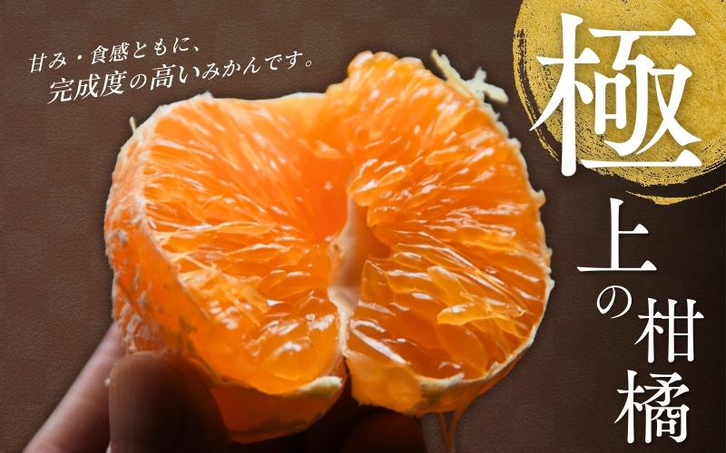 【先行予約】 せとか 5kg (2026年3月以降順次発送) / 柑橘の大トロ 高級 ブランド 希少 品種 和歌山蜜柑 和歌山ミカン 高級みかん 人気みかん みかんランキング 果物 くだもの フルーツ