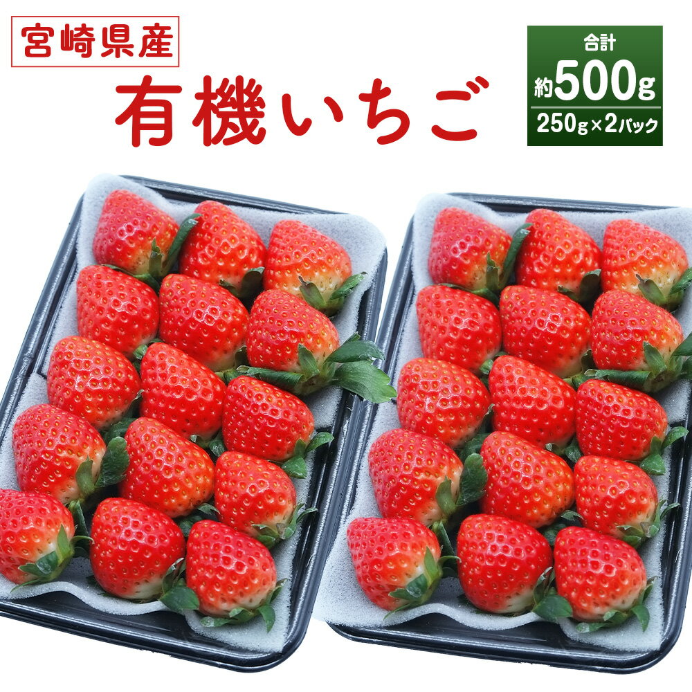 【ふるさと納税】＜宮崎県産 有機いちご250g×2パック＞※入金確認後、2026年1月下旬～3月上旬までに順次出荷 有機 オーガニック 果物 苺 イチゴ フルーツ 特産品 さがほのか 株式会社デイリーマーム 宮崎県 高鍋町【冷蔵】
