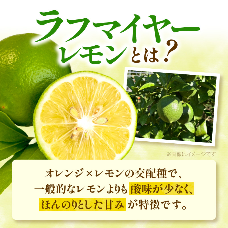 【先行受付】 上毛町産ラフマイヤーレモン 1.5kg （グリーンレモン） OF0108
