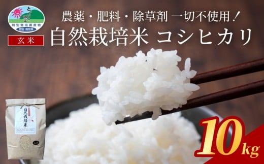 自然栽培米こしひかり（玄米）５kg×２袋｜鳥取 岩美 岩美町産 お米 こめ 玄米 無農薬 無肥料 新米【31010】