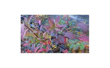 緑の力で地球を元気に!＜コバノズイナ＞ 18cmポット 小葉の髄菜 花と紅葉とお楽しみいっぱい!