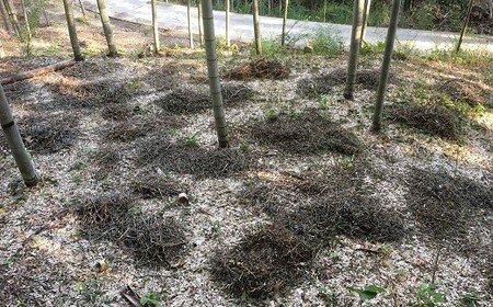 【先行受付】たけのこ畑で育てた赤土たけのこ 4kg予約 《3月下旬-4月末頃出荷》熊本県 南関町産 春 筍