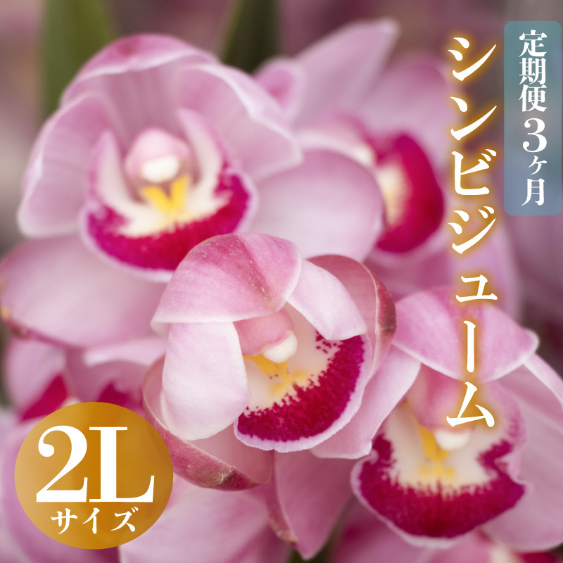 
【12月から発送】【定期便3ヶ月】シンビジューム 切り花 2Lサイズ お花 花 はな フラワー ブーケ 花束 インテリア 鑑賞 洋ラン 鉢 栽培 園芸 ガーデニング 早期予約 KN9000
