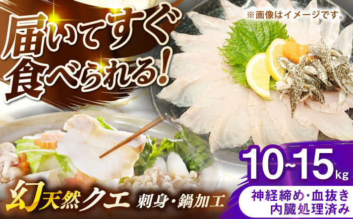 壱岐産　幻天然クエ　刺身・鍋加工　10kg～15kg《壱岐市》 【みやげ処 縁由】 [JBJ022]