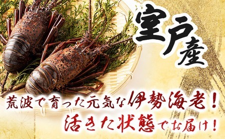 【冷凍】伊勢海老 1kg（2尾～5尾程度） 活冷伊勢海老