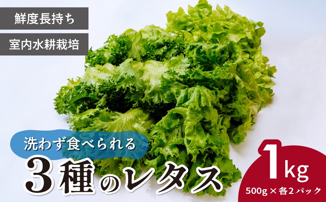 
                  レタス ＜洗わず食べられる・室内水耕栽培＞ 3種のレタス 1kg | レタス フリルレタス れたす ふりるれたす 新鮮レタス 室内栽培レタス グリーンリーフ グリーンオーク 減農薬 新鮮 オーガニック野菜 室内栽培 清潔 野菜直送 フレッシュ サラダ用 健康志向 産地直送 緑黄色野菜 各500g×2パック 株式会社ICTVスマイル農場 埼玉県 東松山市
                