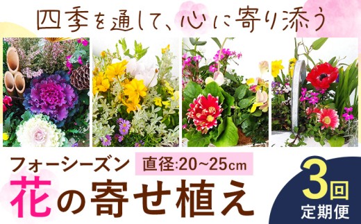 【3ヶ月定期便】フォーシーズン お花の寄せ植え 直径20～25cm Fleurbranch 《申込みの翌月出荷》熊本県 菊池市 定期便 花 鉢花 鉢植え 観葉植物 植物 インテリア ガーデン 雑貨