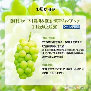 【2026年発送分 先行予約】【梅村ファーム】朝摘み直送 瀬戸ジャイアンツ（2房入り 1.1kg以上）【030-a018】
