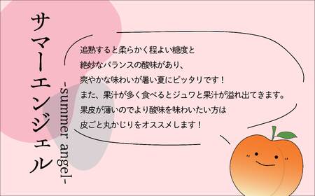 ＜2026年発送先行予約＞農家直送！すもも サマーエンジェル約1.2kg ALPAJ006