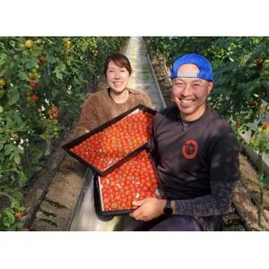 【朝どり直送】きむら農園の高濃度ミニトマト約1.0kg　うれしい小分け6パック完熟フルーツミニトマト【配送不可地域：離島・北海道・沖縄県・東北・中国・四国・九州】【1494645】