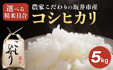 令和8年産 坂井市産 コシヒカリ 5kg 【白米】 2026年10月上旬以降順次発送 米 コメ お米 福井こしひかり [A-10216_01]