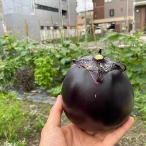 【虹色Farm】【先行予約/2024年7~8月発送】京ブランド野菜・賀茂茄子（かもなす） 6個 約1.5kg【ナス なす 夏野菜 野菜  茄子 セット 野菜 野菜 野菜 夏野菜 旬野菜 新鮮 野菜】