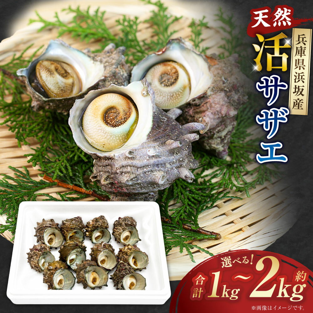【ふるさと納税】＜選べる内容量＞ サザエ 計約1kg（8個～15個） / 計約2kg（16個～30個） さざえ 殻付き 貝 魚貝類 魚介類 水産物 海鮮 つぼ焼き 炊き込みご飯 アヒージョ 料理 冷蔵 兵庫県産 国産 兵庫県 新温泉町 送料無料