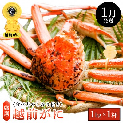 ≪浜茹で≫ 越前がに 大サイズ × 1杯【1月発送分】【配送不可地域：離島・北海道・沖縄・東北・関東・中国・四国・九州】【1372630】