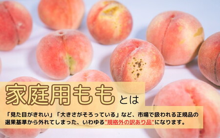 ◆2024年夏発送◆＜ 産直・訳あり桃・約1.5kg ＞ ※着日指定不可 ※北海道・沖縄・離島への配送不可 ※2024年7月中旬～9月中旬頃に順次発送予定