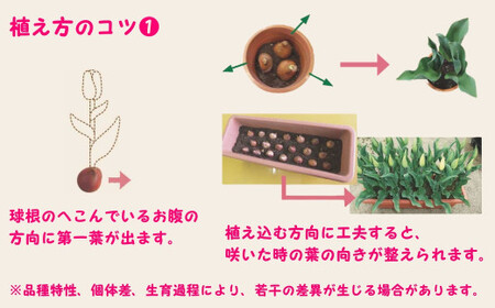  チューリップ 球根セット 40球入 | ガーデニング 庭 園芸 新潟県 五泉市 新潟県花卉球根農業協同組合 ( 2025年9月中旬より順次発送 )