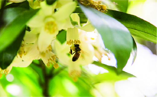 糸島 れんげはちみつ 120g×2 糸島市 / ヴァンベールフーズ レンゲ 蜂蜜 れんげ蜜 [AFJ003]