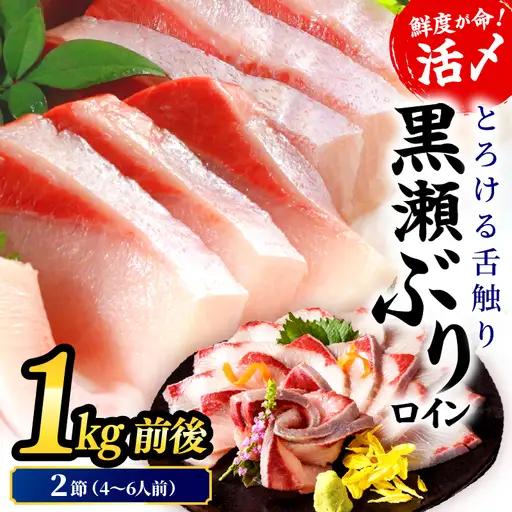 ＜2026年9月発送分＞活じめ！黒瀬ぶりの生鮮ブリロイン2節（1.0kg前後）_K001-012-2609