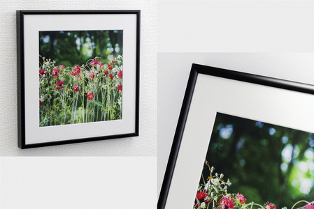 日比谷花壇のフラワーフレームアート Sunlit Bloom（陽光満開） ソフケン アルミフレーム 25x25cm アートポスター ポスターフレーム 花ポスター インテリア おしゃれ 花 植物 贈り物