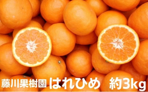 
                  はれひめ みかん 約3kg 柑橘 香川県産 国産 オレンジ フリーサイズ 2S～L 甘い ビタミン 手でむける フジカワ果樹園 果実 中晩柑 おすそ分け ギフト 贈り物 贈答用 手土産 蜜柑 ミカン フルーツ 果物 くだもの 柑橘類 香川県 観音寺市
                