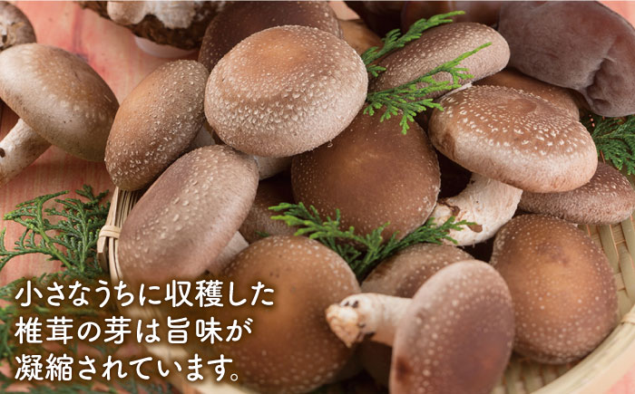 【全6回定期便】平戸有機きのこ箱入りセット〜旨み凝縮椎茸の芽付き〜【きのこ屋】 [KAD289]