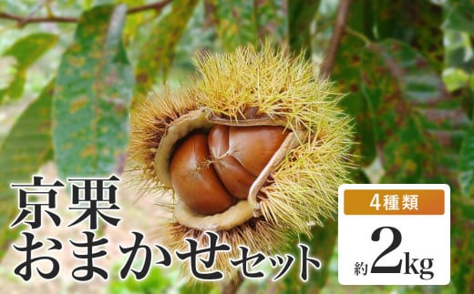 《11月中旬以降発送》丹波栗 おまかせセット 4種類 約2kg【 数量限定 氷温熟成 栗 2kg 2キロ ぽろたん 石鎚 岸根 このみ 銀寄 美玖里 筑波 万点甘栗 農家直送 無農薬 果物 フルーツ くり 国産 京都 綾部 】