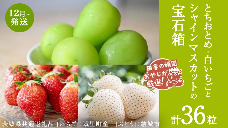 「粒々いちご36粒」とちおとめと白いちごとシャインマスカットの宝石箱【12月より発送開始】（茨城県共通返礼品 [いちご]：城里町産　[ぶどう]：結城市） 詰め合わせ 果物 フルーツ 茨城県産 [BI448-NT]