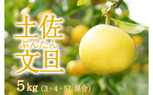 〈 先行予約受付中 〉 潮風の恵みで育った津野さんの土佐文旦 3・4・5L混合 家庭用 5kg 文旦 ブンタン ぶんたん 高知 土佐 果物 甘い 柑橘 フルーツ