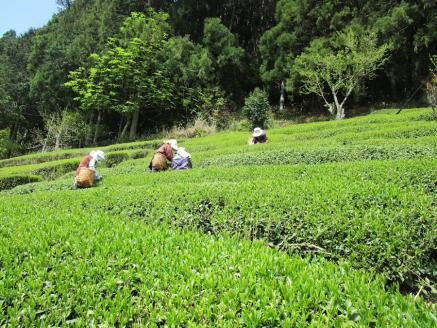 生粋川根茶澤本園 ふるさとありがとう17