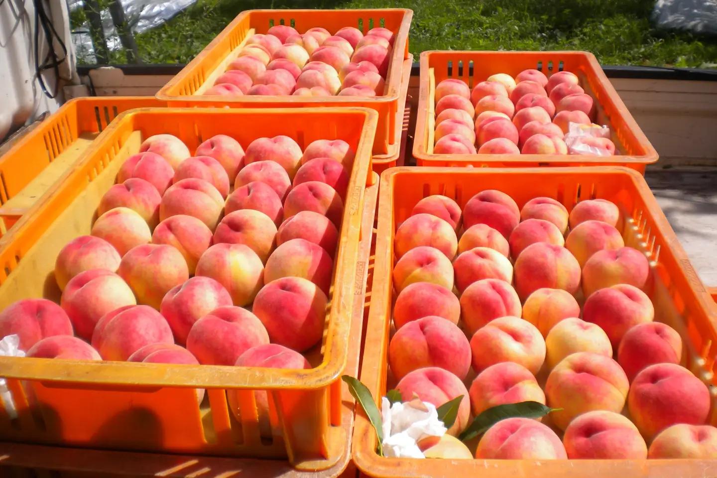 朝採れ 飛騨の桃 10玉(3kg) / 桃 もも モモ
