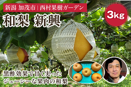 【2025年】西村の黒酢ミネラル栽培「新興」3kg（4～9玉）《11月上旬〜順次発送》 和梨 なし ナシ 日本梨 しんこう フルーツ 果物 西村果樹ガーデン 加茂市 