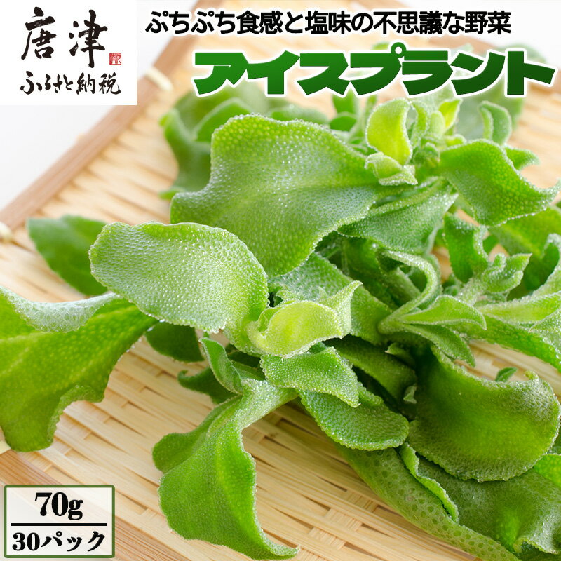【ふるさと納税】アイスプラント(70g×30パック)ぷちぷち食感 塩味 野菜 天ぷら 生春巻き サラダ スープ しゃぶしゃぶ 炒め物 おひたし