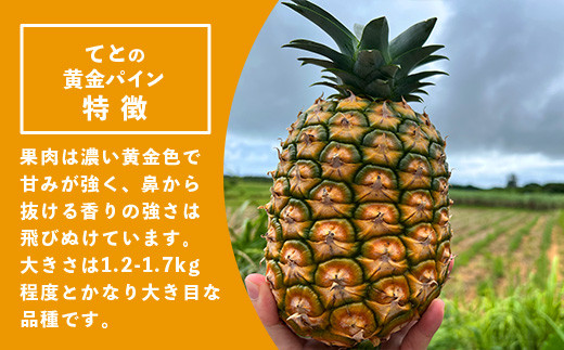 《2026年5月中旬以降順次発送》【先行予約】香りに溺れる！？ 完熟の極 てとの黄金パイン大玉約2kg【 沖縄 石垣 ゴールデン パイン パイナップル 完熟 セット フルーツ デザート オリジナル 】