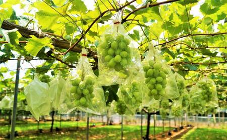 シャインマスカット 1kg　(1～3房)【香川県産 大粒 種なし 葡萄 ぶどう フルーツ 国産】