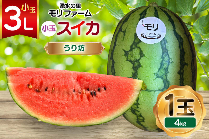 AJ460 【令和8年度出荷分】 湧水の里 モリファーム 小玉スイカ うり坊 3L 4kg 1玉 [ 先行予約 数量限定 小玉 うり坊 スイカ 西瓜 フルーツ 果物 長崎 長崎県 島原市 ]_イメージ
