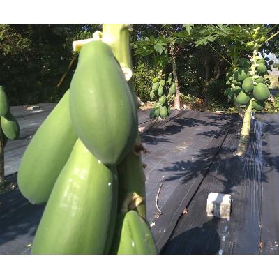 ふるさと納税 焼津市 青パパイヤ2kg(3玉以上)×1箱(a14-069) |  | 02