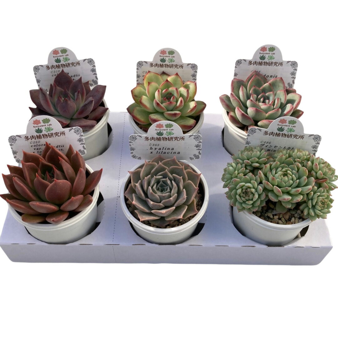 【ふるさと納税】生産者直送！　プレミアムアソート　多肉植物セット　2号6cmポット　6個　 インテリア 高砂市【高砂市兵庫県 高砂市】