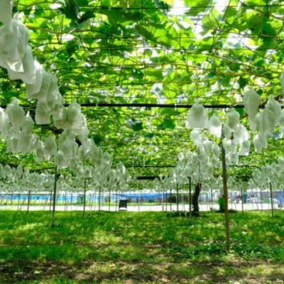 ふるさと納税 三条市 先行受付 大房シャインマスカット1房 (約570g) 令和8年度 贈答用 【011S091】 |  | 03