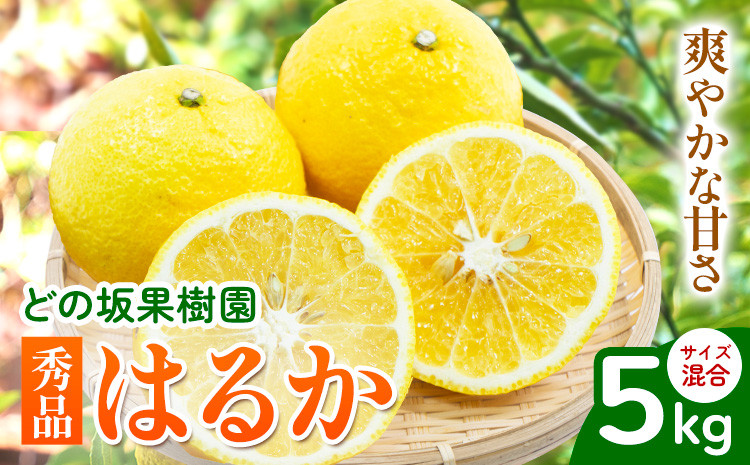 
はるか 秀品はるか 約 5kg サイズ混合 どの坂果樹園《3月上旬-5月下旬頃出荷》 和歌山県 日高川町 はるか 秀品 旬 柑橘 フルーツ 果物
