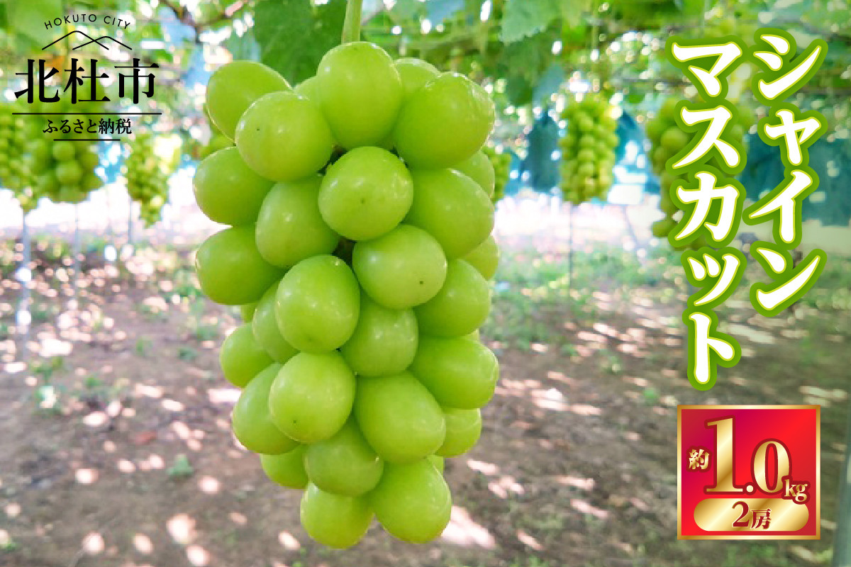 
                  【2026年先行予約】北杜市白州 名水の里のシャインマスカット 約1kg(2房) ご家庭用　 数量限定 名水の里 ぶどう 山梨県産 フルーツ 果物 くだもの ご家庭用 北杜市 白州
                