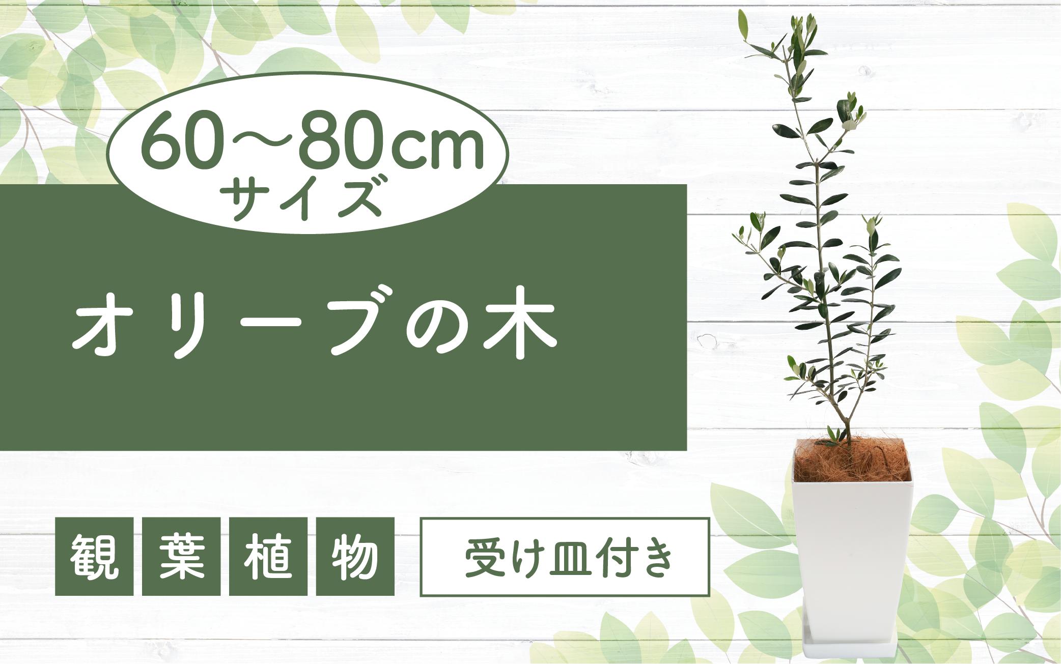 
            2025年1月中旬～発送【観葉植物】オリーブの木60cm～80cm(Green Base/014-1385) 南国鹿児島県で育った 観葉植物！植物 鉢付 インテリア 室内 オフィス おしゃれ プレゼント ギフト 開店祝い 移転祝い マイナスイオン【配送不可地域：北海道・沖縄県・離島】
          