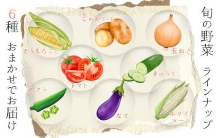 野菜 奈良県産 ※12ヶ月定期便※季節の大和野菜 おまかせ６種セット×12ヶ月  葛城市【smlk-tkb015】