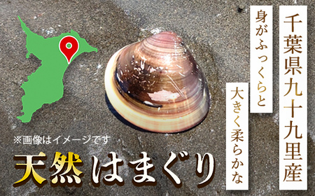 天然はまぐり 1kg 九十九里産 新鮮なまま真空冷凍500g＋加熱調理のうえ真空冷凍500g SMAJ017 千葉県 山武市 はまぐり ハマグリ 蛤