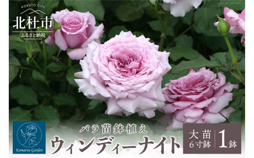 バラ苗鉢植え「ウィンディー ナイト」　バラ 苗 鉢植え 花 6寸鉢 オリジナル品種 ロゼット咲き ガーデニング 母の日 父の日