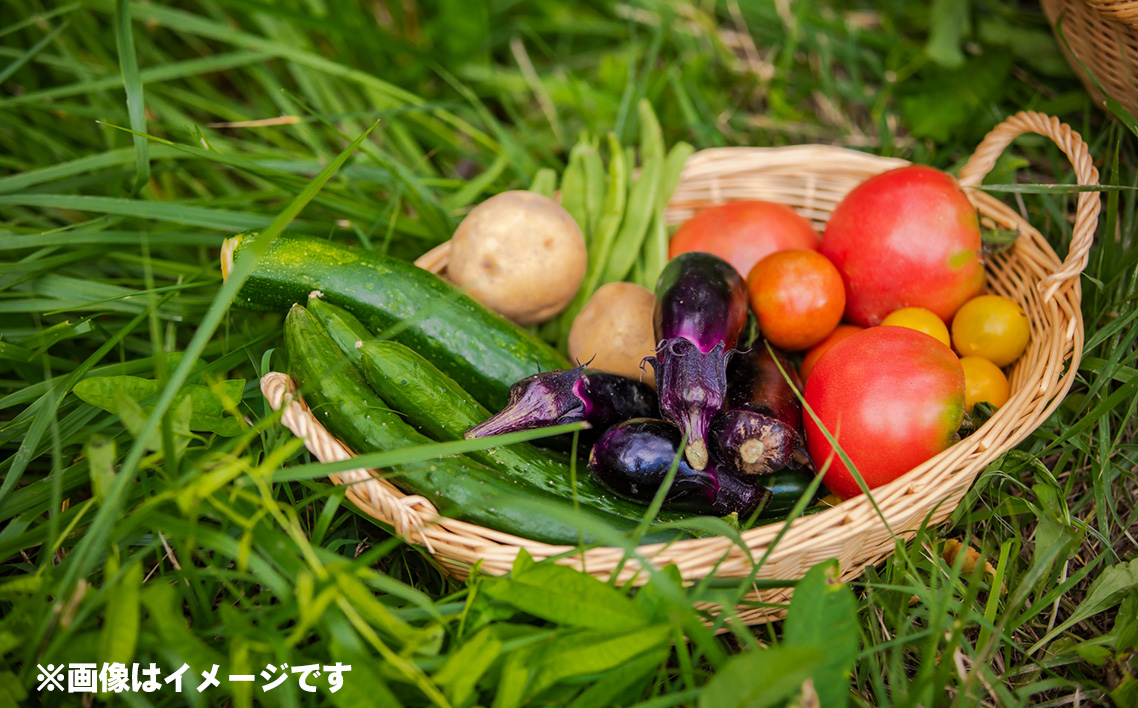 採れたて！新鮮野菜詰め合わせ5種 No.503