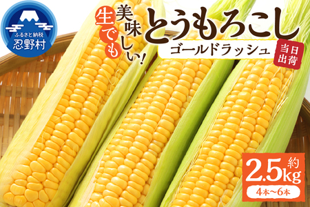 【2026年先行予約】富士北麓忍野村の気候、水、自然で作られた朝採りトウモロコシ《ゴールドラッシュ》4本～6本（約2.5kg）