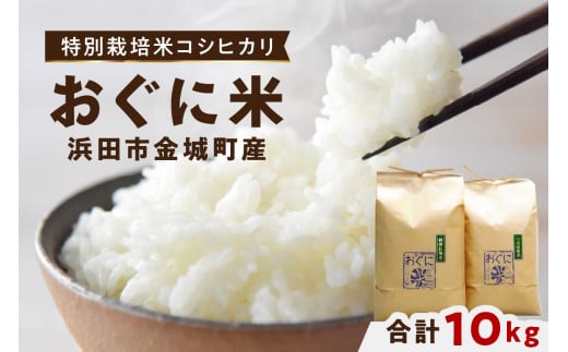 【先行予約】【令和7年産】浜田市金城町産の美味しいコシヒカリ100％【おぐに米】10kg 10キロ 米 おこめ コシヒカリ 白米 精米 特産品 ごはん お取り寄せ 小分け 【071_0170】