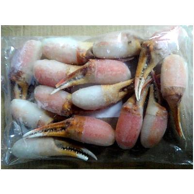 ふるさと納税 岸和田市 【2025年10月下旬発送】生ずわいがに カニしゃぶ用 爪肉 500g【8】 |  | 01