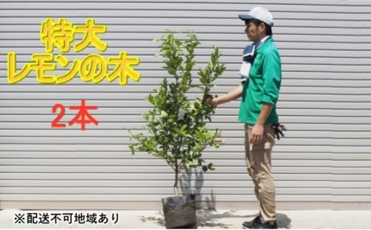 
鉢植え レモンの木 特大サイズ 2本 配送不可 北海道 沖縄 離島

